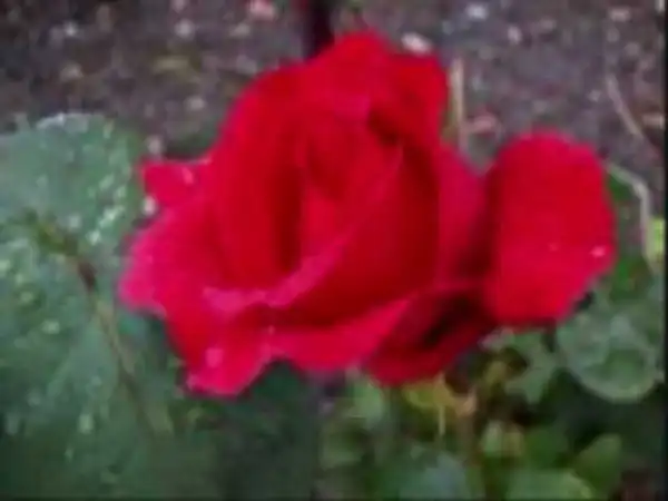 Anita Bryant - Paper Roses